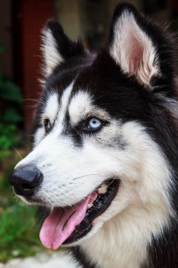 Köpekler aileye bakmak için sevimli hayvanlar..