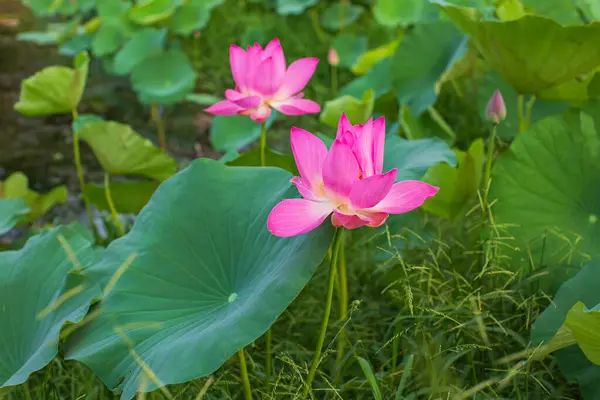 湖の美しいピンクの花粉蓮の花 純粋なピンクの蓮の花緑の葉 ロイヤリティフリーのストック写真