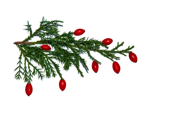 배경에 바베리가 크리스마스 나무의 고립된 이미지 — 스톡 사진