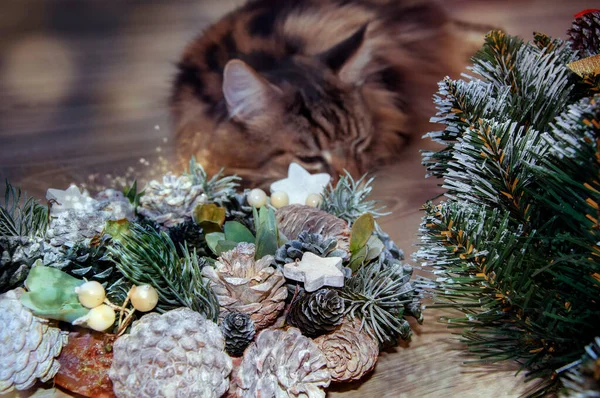 Maine Coon Katze Schläft Neben Weihnachtsspielzeug Frohe Weihnachten — Stockfoto