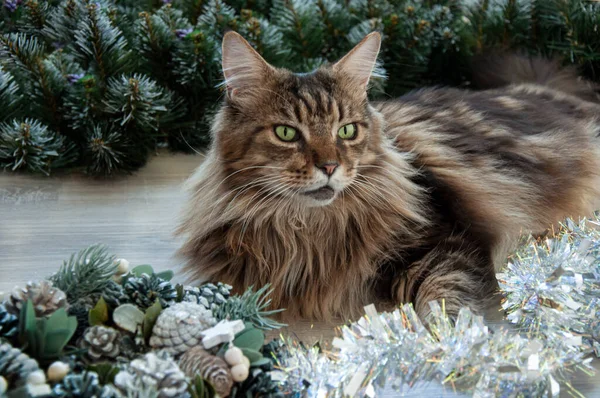 Vacker Brun Maine Coon Katt Leker Nära Julen Tinsel — Stockfoto