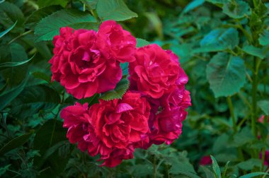 Large bush with many red roses close-up. Beautiful floral background.