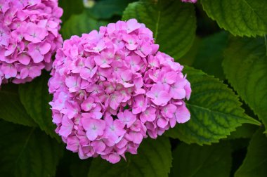 Pink hydrangea flowers close-up in the garden. Selective focus
