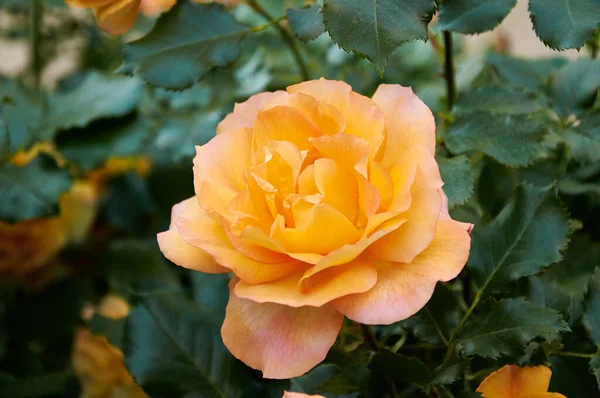 Yellow Rose Close Garden Beauty Tenderness Holiday Nature —  Fotos de Stock