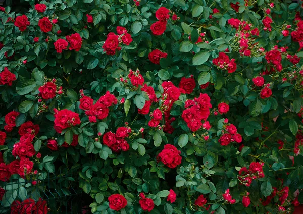 Large Bush Many Red Roses Close Beautiful Floral Background — Fotografia de Stock