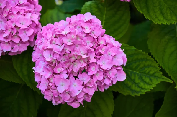 Pink Hydrangea Flowers Close Garden Selective Focus — Fotografia de Stock