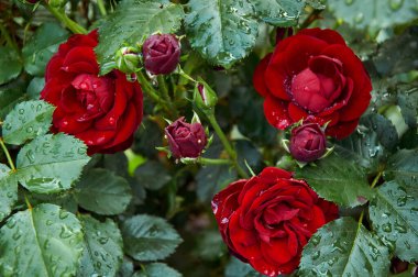 Red roses with raindrops in the garden. Sunny summer day after rain.