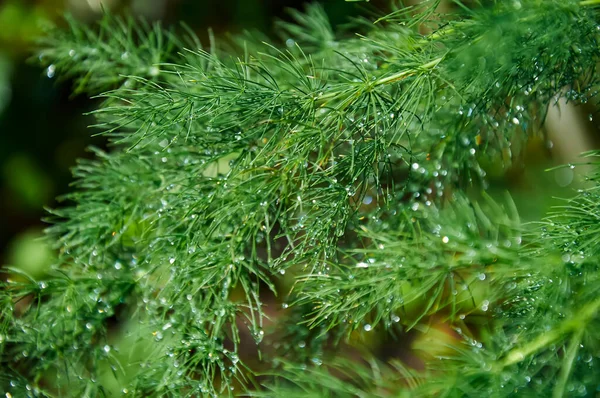 Raindrops Green Asparagus Bush Sunny Summer Day Close — Stok fotoğraf