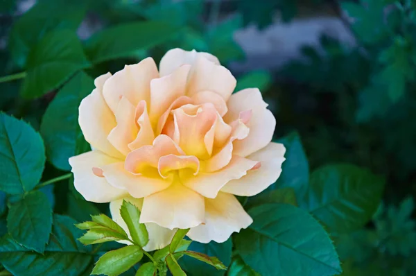 Κίτρινο Τριαντάφυλλο Κοντά Στον Κήπο Ομορφιά Και Τρυφερότητα Διακοπές Φύση — Φωτογραφία Αρχείου