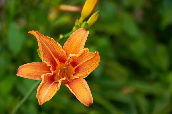 Orange Lilies Garden Close Selective Focus — Fotografia de Stock