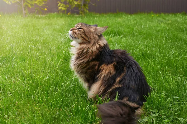 Zwart Tabby Maine Coon Kat Ontspannen Groen Gras Het Park — Stockfoto