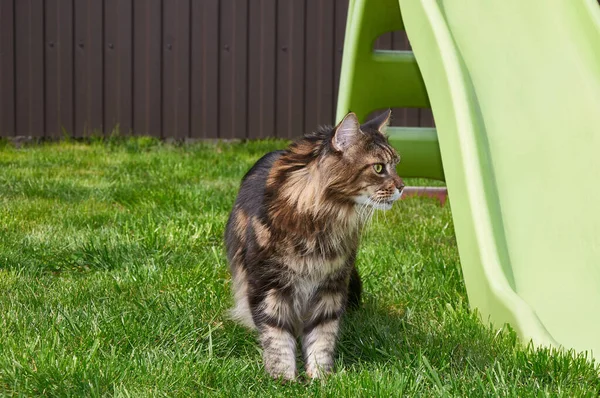 Svart Tabby Maine Coon Katt Avkopplande Grönt Gräs Parken Husdjur — Stockfoto