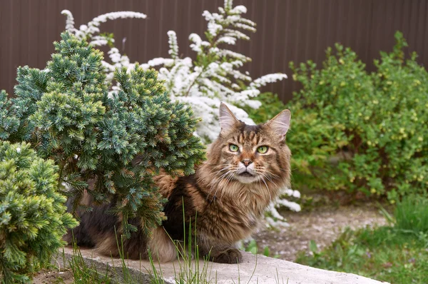 Černá Tabby Maine Mýval Kočka Relaxovat Zelené Trávě Parku Domácí — Stock fotografie