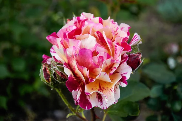 Variegated Striped Pink Rose Close Garden Beauty Tenderness Holiday Nature — 图库照片