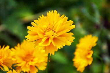 Yellow coreopsis in the summer garden close-up