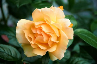 Bahçeye yakın sarı güller. Güzellik, şefkat ve kutlama. Doğa