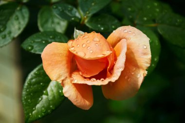 Yellow rose with raindrops in the garden. Sunny summer day after rain.