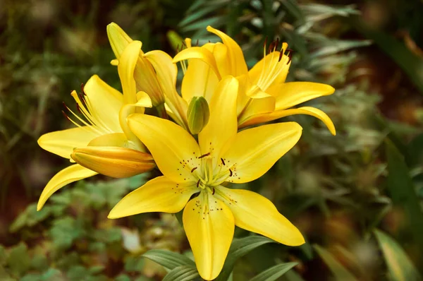 Yellow Lilies Garden Close Selective Focus — Stock Fotó