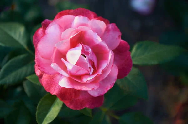 Pink Rose Close Summer Garden Beautiful Floral Background Valentine Day —  Fotos de Stock