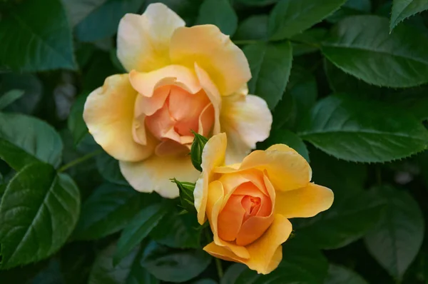 Rosas Amarillas Cerca Jardín Belleza Ternura Celebración Naturaleza —  Fotos de Stock