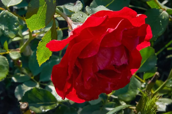 Red Rose Raindrops Garden Sunny Summer Day Rain — Stock Photo, Image