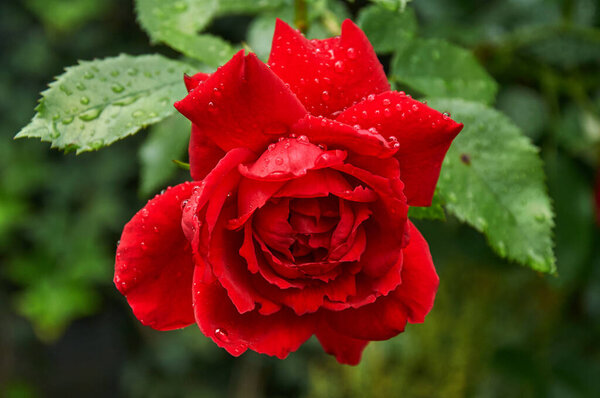 Red rose with raindrops in the garden. Sunny summer day after rain.