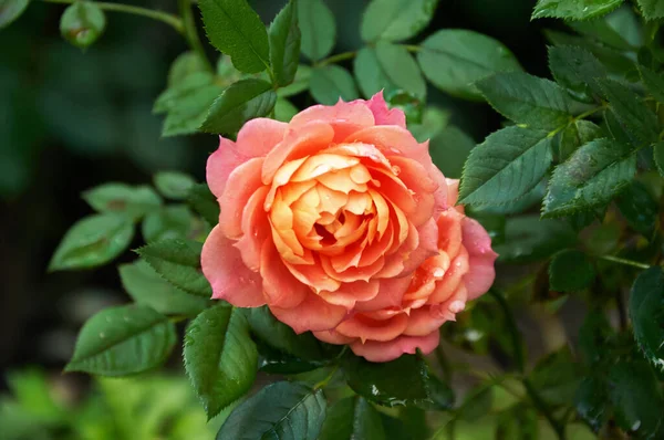Pink Rose Raindrops Close Garden Sunny Summer Day Rain —  Fotos de Stock