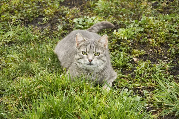Χαριτωμένο Γκρι Γάτα Στον Κήπο Άνοιξη Βρίσκεται Στο Πράσινο Γρασίδι — Φωτογραφία Αρχείου