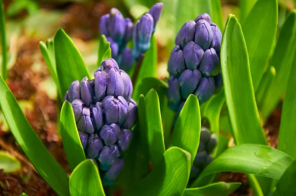 stock image Purple hyacinths (Hyacinthus orientalis) in the garden. Blooming in early spring. 