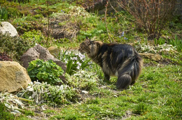 春天的花园里 一只美丽的棕色缅因猫在高山滑行花坛附近嗅到了花朵的芬芳 — 图库照片