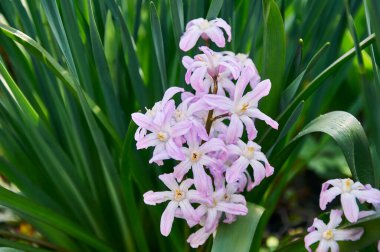 Baharın başında bahçede Pembe Chionodoxa Lucilia.