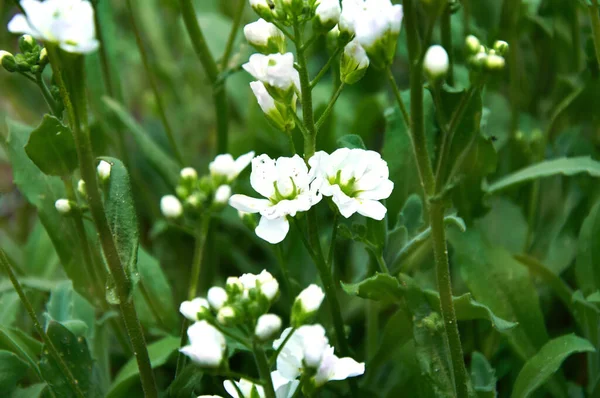 Witte Vierbloemige Bloemen Close Tuin Het Voorjaar — Stockfoto