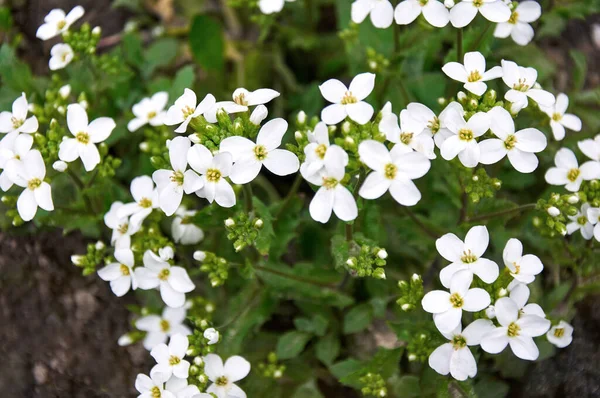 Białe Kwiaty Czteroplatkowe Zbliżenie Ogrodzie Wiosną — Zdjęcie stockowe
