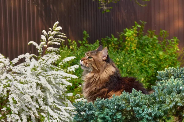 Preto Tabby Maine Coon Gato Relaxante Grama Verde Parque Animais — Fotografia de Stock