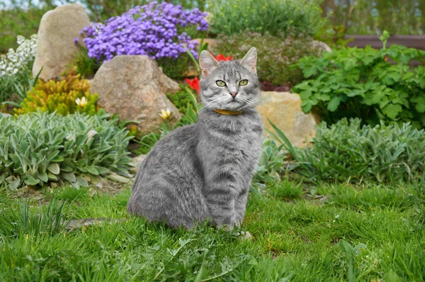 Gato Canoso Está Sentado Hierba Verde Flores Primaverales Jardín Mascotas — Foto de Stock