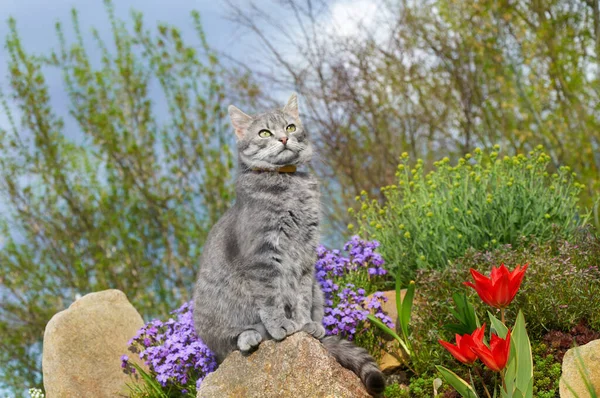 Gato Olha Para Distância Tabby Gato Cinza Sentado Uma Pedra — Fotografia de Stock
