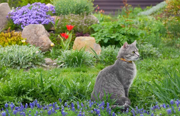 고양이는 고개를 돌립니다 고양이는 정원에 근처의 야외에서 모험을 즐기고 고양이닫기 — 스톡 사진