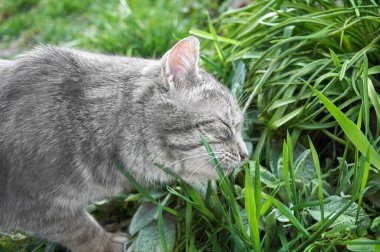 Gri bir kedi parktaki çimleri kokluyor. Açık havada yürüyen hayvanlar gibi. Bir kediye yaklaş.