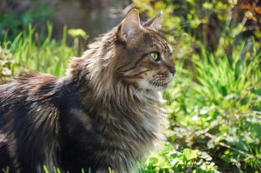 Tabby Maine Rakun kedisi çiçek açan çayırda duruyor. Evcil hayvan gezisi macerası. Kedi yaklaş. Bahçedeki evcil kedi.