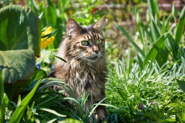 Tabby Maine Rakun kedisi çiçek açan çayırda duruyor. Evcil hayvan gezisi macerası. Kedi yaklaş. Bahçedeki evcil kedi.