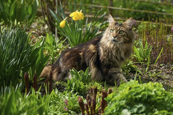 Vacker Brun Randig Huvudsaklig Coon Skapa Katt Liggande Nära Blommor — Stockfoto