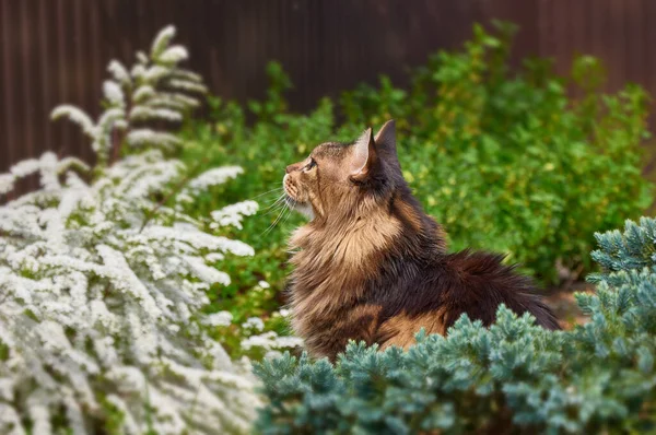 Zwart Tabby Maine Coon Kat Ontspannen Groen Gras Het Park — Stockfoto