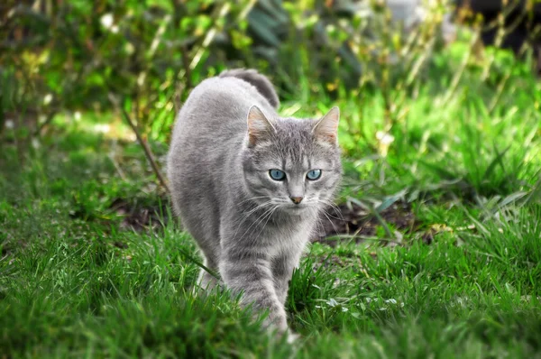 Vacker Grå Tabby Katt Med Blå Ögon Går Grönt Gräs — Stockfoto