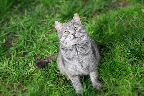 美丽的灰胖胖的猫 绿色的眼睛坐在绿色的草地上 看着相机 在露天散步的宠物 猫的近身 — 图库照片