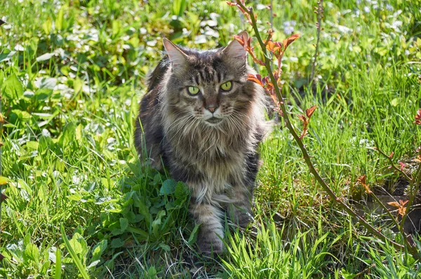 Tabby Maine Coon cat standing in the blooming meadow. Pet walking outdoor adventure. Cat close up.  Domostic cat in the garden