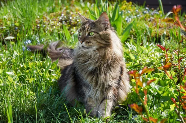 Tabby Maine Coon Kat Staat Bloeiende Weide Pet Walking Outdoor — Stockfoto