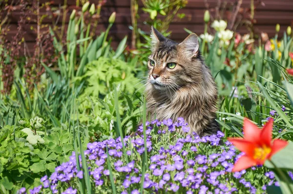 Tabby Maine Coon cat standing in the blooming meadow. Pet walking outdoor adventure. Cat close up.  Domostic cat in the garden