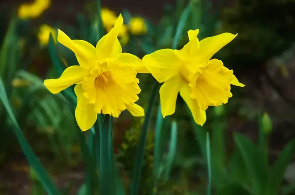 Beautiful Yellow Daffodils Spring Flowers Nature Surrounding — Stock Photo, Image