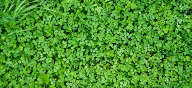 Yonca manzarası üstte. Doğal yonca halısı. Doğal çim arka planı.