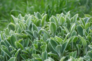 İpeksi Örtü. Dekoratif manzara tasarımı. Peyzaj tasarımı için yeşil dekoratif çimenler.